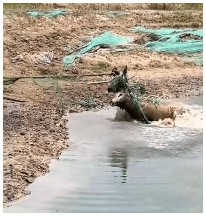 江苏一鹿群首领被防尘网困住，几百头鹿在旁守候，被救时鹿群齐鸣