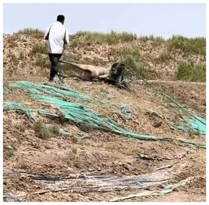 江苏一鹿群首领被防尘网困住，几百头鹿在旁守候，被救时鹿群齐鸣