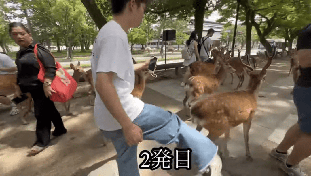 奈良鹿被游客踢飞视频疯传，网传是“中国游客”干的，不太像吧……