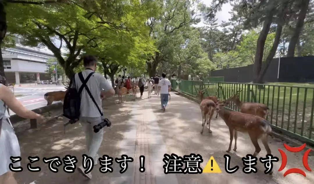 奈良鹿被游客踢飞视频疯传，网传是“中国游客”干的，不太像吧……