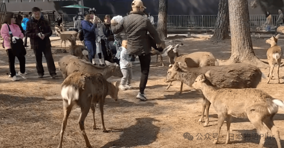 奈良鹿被游客踢飞视频疯传，网传是“中国游客”干的，不太像吧……
