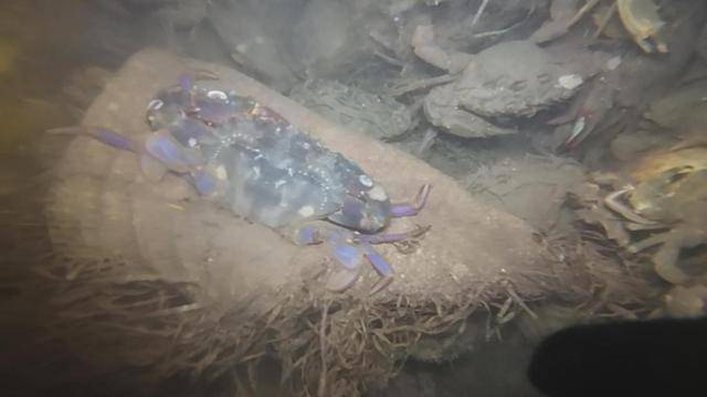 青岛这片海域螃蟹扎堆，有人潜水一晚上捞回上百斤