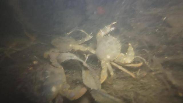青岛这片海域螃蟹扎堆，有人潜水一晚上捞回上百斤