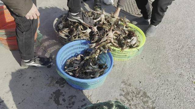 青岛这片海域螃蟹扎堆，有人潜水一晚上捞回上百斤