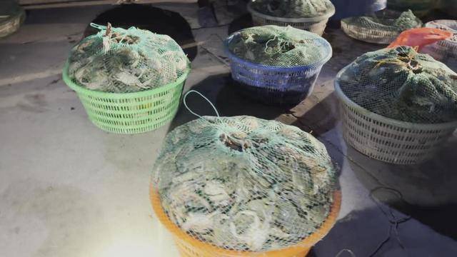青岛这片海域螃蟹扎堆，有人潜水一晚上捞回上百斤