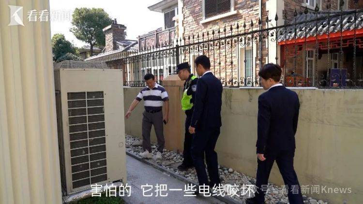 上海一小区惊现土拨鼠：重达10斤，偷吃菜还咬电线！紧急提醒：不要摸