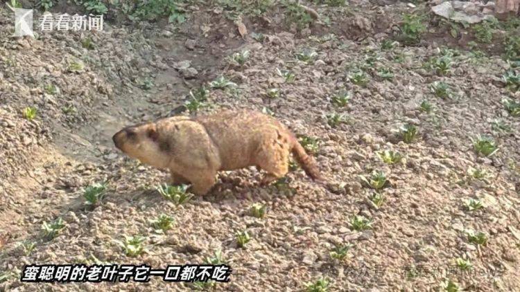 上海一小区惊现土拨鼠：重达10斤，偷吃菜还咬电线！紧急提醒：不要摸
