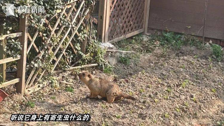 上海一小区惊现土拨鼠：重达10斤，偷吃菜还咬电线！紧急提醒：不要摸